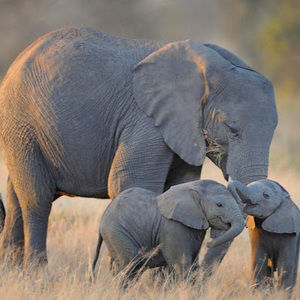 Meet your Posher, Veda